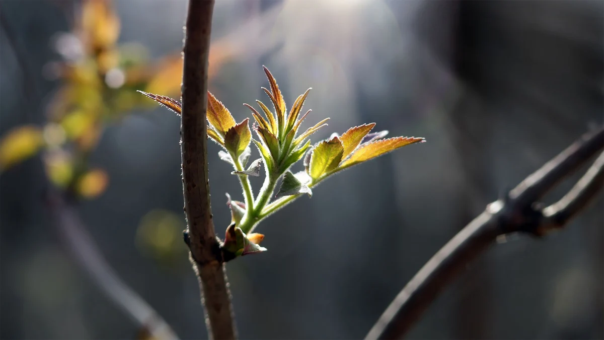 Blüte im Sonnenschein